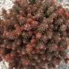 CHOCOLATE BALL SEDUM 2 CHOCOLATE BALL SEDUM -Sooner Plant Farm Shop DETA 5324