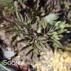 BLACK NEGLIGEE BUGBANE