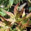 ORANGE FLAME UPRIGHT JAPANESE MAPLE -Sooner Plant Farm Shop DETA 5337
