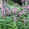 SINONOME TOAD LILY -Sooner Plant Farm Shop DETA 5342