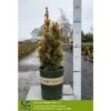 GOLDEN IRISH YEW -Sooner Plant Farm Shop DETA 5350
