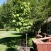 SNOWCAP™ JAPANESE TREE LILAC -Sooner Plant Farm Shop DETA 5353