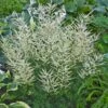 FAIRY HAIR GOATSBEARD -Sooner Plant Farm Shop DETA 5368