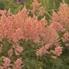 PEACH BLOSSOM ASTILBE -Sooner Plant Farm Shop DETA 5369