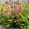 CROWNING GLORY™ PRINCESS BRIDE PINEAPPLE LILY -Sooner Plant Farm Shop DETA 5372
