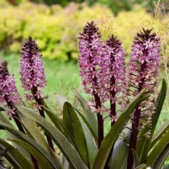 CROWNING GLORY™ PURPLE REIGN PINEAPPLE LILY 7 CROWNING GLORY™ PURPLE REIGN PINEAPPLE LILY -Sooner Plant Farm Shop DETA 5373