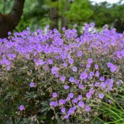 BOOM CHOCOLATTA CRANESBILL GERANIUM -Sooner Plant Farm Shop DETA 5374