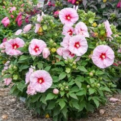 SUMMERIFIC® ALL EYES ON ME HARDY HIBISCUS -Sooner Plant Farm Shop DETA 5381