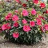 WATERMELON RUFFLES HARDY HIBISCUS -Sooner Plant Farm Shop DETA 5383