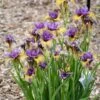 PURRING TIGER SIBERIAN IRIS -Sooner Plant Farm Shop DETA 5384