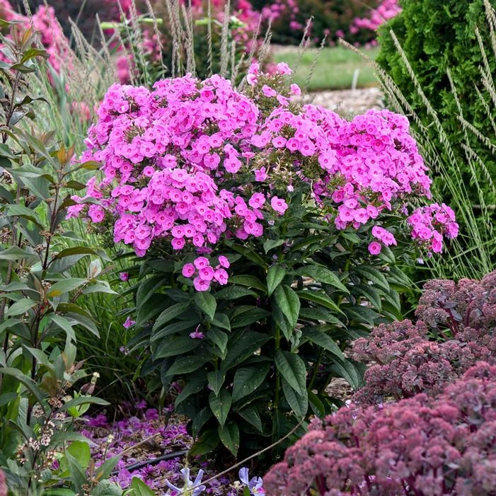LUMINARY® PRISMATIC PINK GARDEN PHLOX 3 LUMINARY® PRISMATIC PINK GARDEN PHLOX