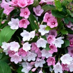TOWERS OF FLOWERS® APPLE BLOSSOM WEIGELA