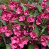 TOWERS OF FLOWERS® CHERRY WEIGELA -Sooner Plant Farm Shop DETA 5395