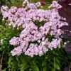 GARDEN GIRLSĀ® FANCY GIRL GARDEN PHLOX 1 GARDEN GIRLSĀ® FANCY GIRL GARDEN PHLOX -Sooner Plant Farm Shop DETA 5398