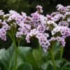 PEPPERMINT PATTY BERGENIA -Sooner Plant Farm Shop DETA 5401