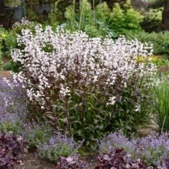 ONYX AND PEARLS BEARDTONGUE -Sooner Plant Farm Shop DETA 5403