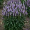 LAVENDER LIGHTSABER SPEEDWELL 2 LAVENDER LIGHTSABER SPEEDWELL -Sooner Plant Farm Shop DETA 5407