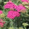 SAUCY SEDUCTION YARROW -Sooner Plant Farm Shop DETA 5411