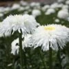 FIONA COGHILL SHASTA DAISY