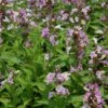 CANDY CAT CATMINT 1 CANDY CAT CATMINT -Sooner Plant Farm Shop DETA 5415