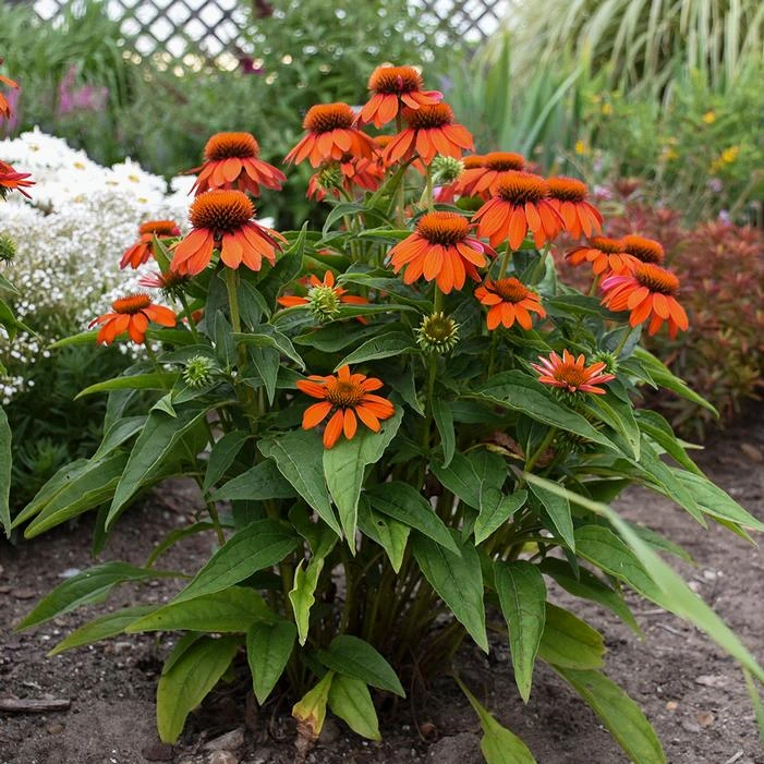 SOMBRERO® ADOBE ORANGE CONEFLOWER 4 SOMBRERO® ADOBE ORANGE CONEFLOWER - Image 2
