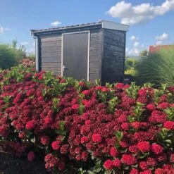 MAGICAL® EVERLASTING CRIMSON HYDRANGEA