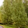 DAKOTA PINNACLE® BIRCH -Sooner Plant Farm Shop DETA 5426