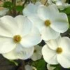 EDDIE'S WHITE WONDER DOGWOOD -Sooner Plant Farm Shop DETA 5432