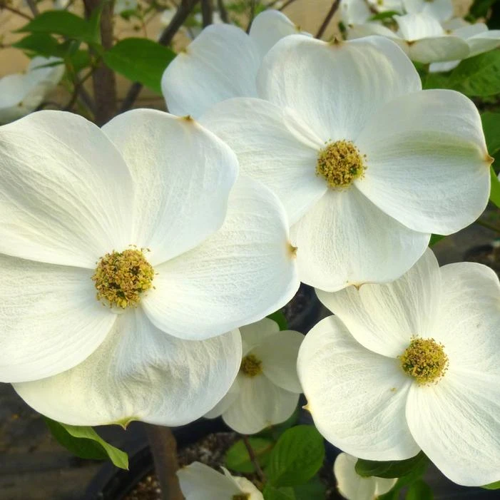 EDDIE'S WHITE WONDER DOGWOOD 3 EDDIE'S WHITE WONDER DOGWOOD
