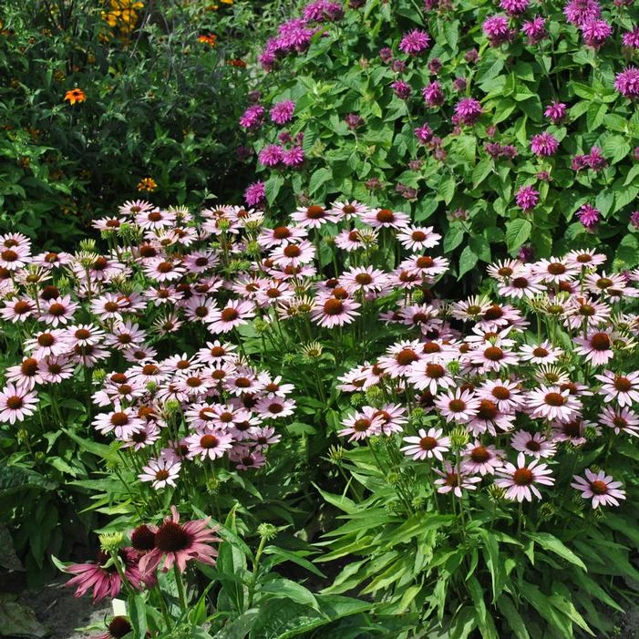 BUTTERFLY™ PINK SKIPPER CONEFLOWER 4 BUTTERFLY™ PINK SKIPPER CONEFLOWER - Image 2