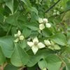 BLUE RAY™ KOUSA DOGWOOD -Sooner Plant Farm Shop DETA 5454