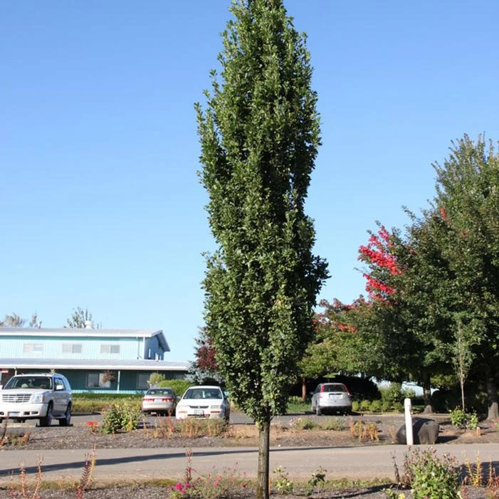 SKINNY GENES® OAK 4 SKINNY GENES® OAK - Image 2