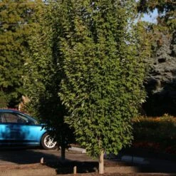 ARMSTRONG GOLD® MAPLE -Sooner Plant Farm Shop DETA 5466