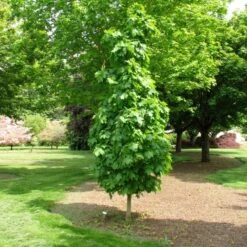 SUGAR CONE SUGAR MAPLE 9 SUGAR CONE SUGAR MAPLE -Sooner Plant Farm Shop DETA 5468