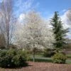 SPRING FLURRY® SERVICEBERRY 2 SPRING FLURRY® SERVICEBERRY -Sooner Plant Farm Shop DETA 5469