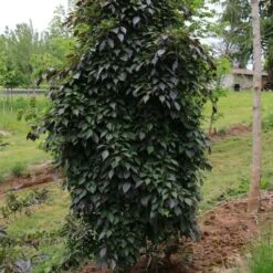 NIGHTFALL® WEEPING JAPANESE SNOWBELL -Sooner Plant Farm Shop DETA 5476