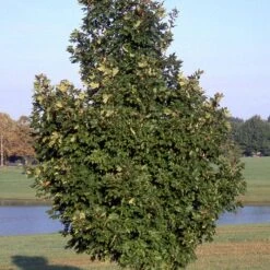 LEGACY® SUGAR MAPLE 6 LEGACY® SUGAR MAPLE -Sooner Plant Farm Shop DETA 5479
