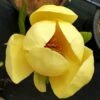 HONEY TULIP™ MAGNOLIA -Sooner Plant Farm Shop DETA 5486