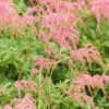 OSTRICH PLUME ASTILBE 2 OSTRICH PLUME ASTILBE -Sooner Plant Farm Shop DETA 5490