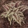 REGAL RED JAPANESE PAINTED FERN 2 REGAL RED JAPANESE PAINTED FERN -Sooner Plant Farm Shop DETA 5491