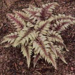 REGAL RED JAPANESE PAINTED FERN