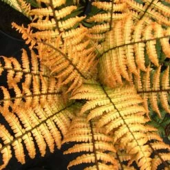 JURASSIC GOLD FERN