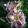 BESTSELLER DAYLILY -Sooner Plant Farm Shop DETA 5495