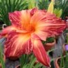 PINK STRIPES DAYLILY 1 PINK STRIPES DAYLILY -Sooner Plant Farm Shop DETA 5498