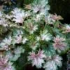 DEW DROPS CORAL BELLS -Sooner Plant Farm Shop DETA 5499