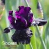 BLACKWATER TALL BEARDED IRIS 1 BLACKWATER TALL BEARDED IRIS -Sooner Plant Farm Shop DETA 5501