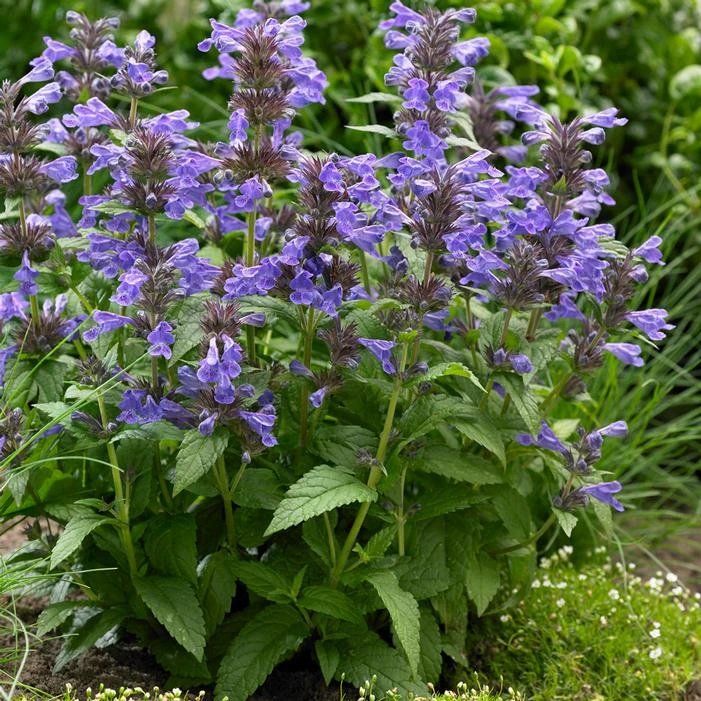 NEPTUNE DWARF CATMINT 3 NEPTUNE DWARF CATMINT