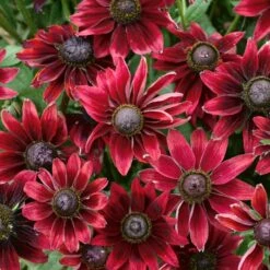 CHERRY BRANDY BLACK-EYED SUSAN