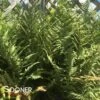 GHOST FERN -Sooner Plant Farm Shop DETA 553