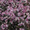 LADY IN BLACK CALICO ASTER 2 LADY IN BLACK CALICO ASTER -Sooner Plant Farm Shop DETA 5538